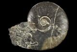 Fossil Ammonite (Arctoceras) - Nevada #117203-1